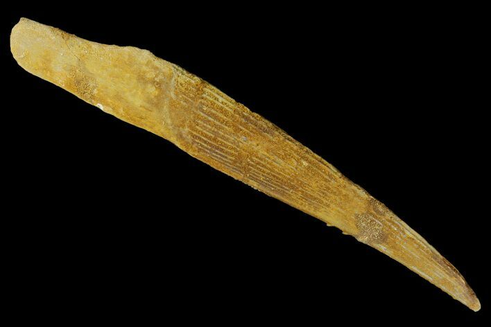 Fossil Shark (Hybodus) Dorsal Spine - Morocco #145378